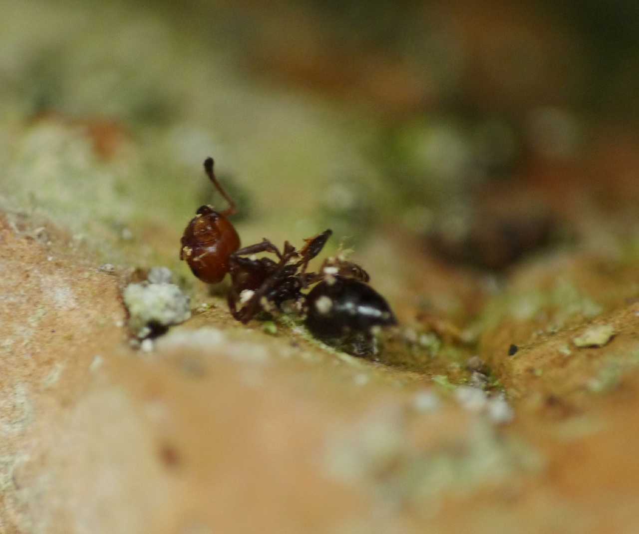 Battaglia tra formiche Crematogaster e Aphaenogaster